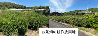 耕作放棄地の再⽣へ